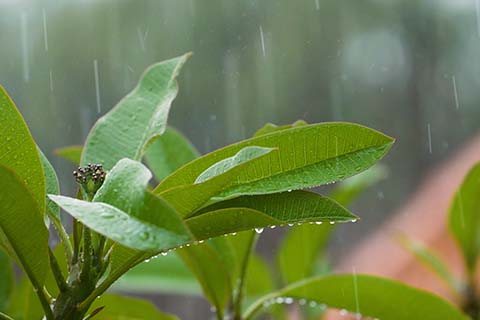 唯美雨水雨滴落在嫩绿色叶子场景视频素材